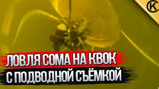 Ловля СОМА НА КВОК с подводной съёмкой. Подход двух сомов одновременно.