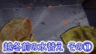 【めだか】リセットしてメダカの越冬に備えます。Ｂ型おやじ