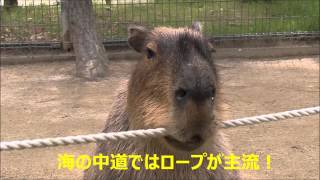 カピバラ　（海の中道海浜公園篇）玄界君の故郷を訪ねて