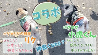 【コラボ】リク、パグログ小虎くんに会いに行く！ pug dog