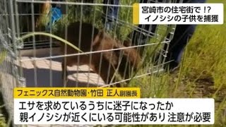 住宅街でイノシシの子供を捕獲 宮崎市 宮崎県(動物愛誤)(製造車禍.傷人.人身被害)(農業損害)(經濟損害)(アニマルホーダー.動物囤積症)(豚コレラ.豚熱.豬瘟.CSF)(トキソプラズマ)