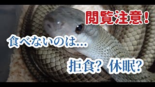 Englishsubscribe【閲覧注意】アオダイショウが冷凍マウスを食べなくて活き餌を与えたけど.Browsing attention.Snake didn't eat frozen mouse.