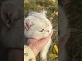 place the cat s round face on your palm.😼 cat cute funny cutecat