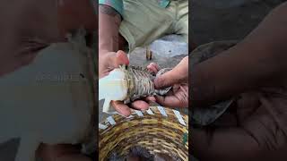 Sand Lobster Cleaning Process | #shorts