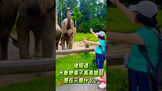 谁知道，大象这行为是什么意思？ #malaysia #elephant