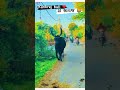 kankaraj bull 🐂 kankrejcow kankrej cow bull video