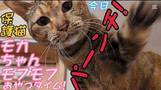 私にだけなつかない保護猫モカちゃんシャー！ウーパーンチ！のモフモフ猫じゃらしおやつタイム😸2025/02/15【保護猫なつくまで】