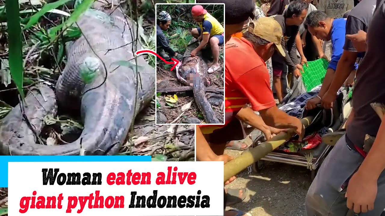 News: Horrifying Moment Missing Woman Is Found Eaten Alive By Giant ...