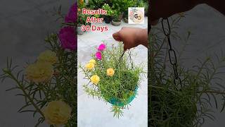 Growing Portulaca from cutting #portulacaflower #portulacaplant #garden #houseplants #floweringplant