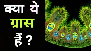 माइक्रोस्कोप के नीचे घास कैसी दिखती है? || How grass looks under a microscope? By BrainCubez