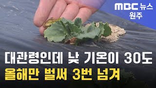 2024. 6. 20 [원주MBC] 대관령인데 낮 기온이 30도.. 올해만 벌써 3번 넘겨