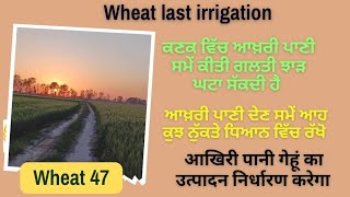 Wheat last irrigation, ਕਣਕ ਦੇ ਮੋਟੇ ਦਾਣੇ ਚੰਗੇ ਝਾੜ ਲਈ ਆਖਰੀ ਪਾਣੀ ਕਿਵੇਂ ਤੇ ਕਦੋਂ ਬੰਦ ਕਰਨਾ