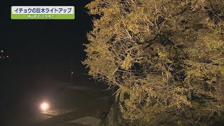 神山町でイチョウの巨木ライトアップ【テレビトクシマ】