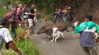 TRAGEDI !!! HAMPIR MAKAN KORB4N SAAT HAMA BABI HUTAN TERJUN DARI TEBING DAN MELINTASI JALAN RAYA