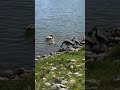 What a sweet little family. 💕 #geese #wildlife