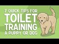 7 Quick Tips for TOILET TRAINING a Puppy or Dog