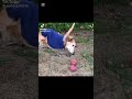 dog apple flying dog memes