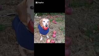 Dog apple flying #dog #memes