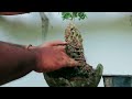 bonsai training techniques roots over rock ගලක් උඩ බොන්සායි ගහක් හදමු බොන්සයි bonsai bonsaitree