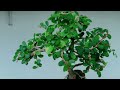 bonsai training techniques roots over rock ගලක් උඩ බොන්සායි ගහක් හදමු බොන්සයි bonsai bonsaitree