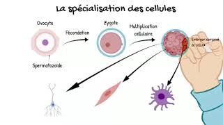 STRANGER WALLON : la spécialisation des cellules