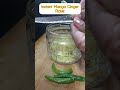 imstant mango ginger pickle trending food recipe youtubeshorts ytshorts viralvideo