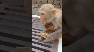 maa ka pyar monkey 😍🥰💞💕 #shorts #short #shortvideo #shortsvideo #monkey