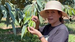 สูตรเร่งใบแก่ในทุเรียน ช่วงอันตรายสไตล์ศรีขุนหาญ