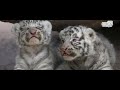 mohan white tiger story story of india s first white tiger mohan white tiger