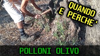 Potatura polloni olivo - QUANDO FARLI E PERCHE'