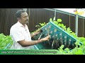 hydroponics farming 20 సెంట్లలో పాలీహైడ్రోఫోనిక్స్ ఖర్చు 70లక్షలు నెలకు 7లక్షలు ఆదాయం.. tone agri