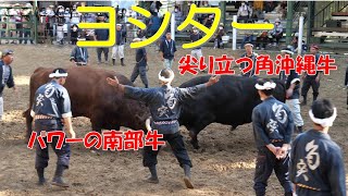 尖り立つ角鳥幸（沖縄牛） vs パワーの泰斗（南部牛）【小千谷の角突き】2021年10月場所