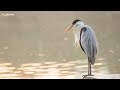 LIVE at the waterhole - 05 January 2026