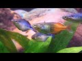 juvenile rainbowfish tank