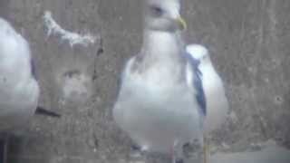 カナダカモメ　Larus thayeri