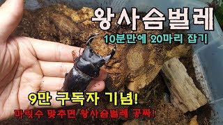 9만명 구독자 이벤트!!! 초대형급 왕사슴벌레 산란해체합니다. 놓치지마세요!! [정브르] / thank you for subscriber or stagbeetles breeding