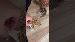 シマリスさんの食べ放題 #shorts #chipmunks #animals #animal #cute