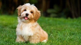 10 Hours 🐶Deep Anti Anxiety Music for Dog Relaxation: Tones to Calm Anxiety \u0026 Stress with Dog Music🐶