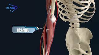 [human anatomy] radial nerve 【人体解剖】桡神经