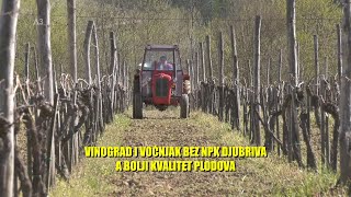 VINOGRAD BEZ NPK - a bolji kvalitet - kako se radi - efekti ALTERNATIVNOG DJUBRENJA NA useve