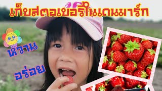 Strawberry# pluk selv jordbær#เก็บสตอเบอรี่​ในเดนมาร์ก​#หวาน#กรอบ#อร่อย