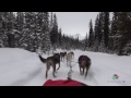 kingmik dog sled tours lake louise alberta canada