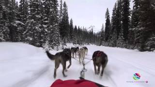 Kingmik Dog Sled Tours, Lake Louise, Alberta, Canada