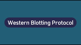 Western Blotting Protocol