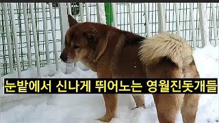 영월 토종진돗개들 대설에도 끄떡없이 신나게 뛰어놀아요.