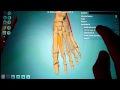 Anatronica - Human Anatomy 3D for Android Tablets and Phones