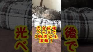 地域猫、ミャーちゃんの日常