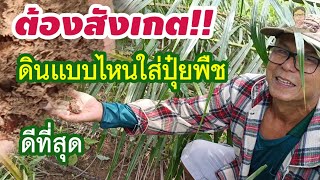 🌿ตัดปาล์ม [ตอนที่ 3/5] เตรียมดินเพื่อใส่ปุ๋ย,ปัญหา? สวนปาล์มผ่าน X ไม่ผ่าน วัดกันตรงไหน? | Oil Palm