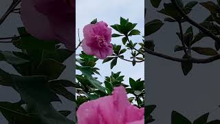 nature大自然～Hibiscus mutabilis木芙蓉（芙蓉花）