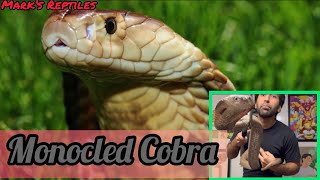 Monocled Cobra! (Intro \u0026 Facts)